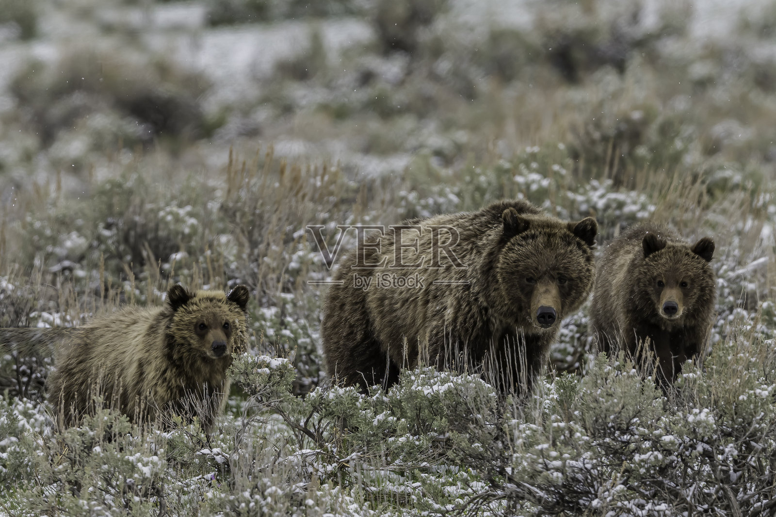 灰熊(Ursus arctos horbilis),也被称为北美棕熊或简称为灰熊,是居住在北美的棕熊的一个种群或亚种。黄石国家公园,怀俄明州。熊妈妈和小熊们。照片摄影图片