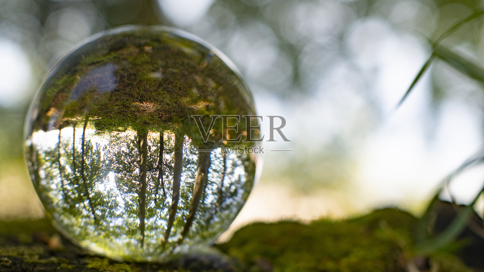 这张照片展示了如何从自然中获得灵感。照片摄影图片