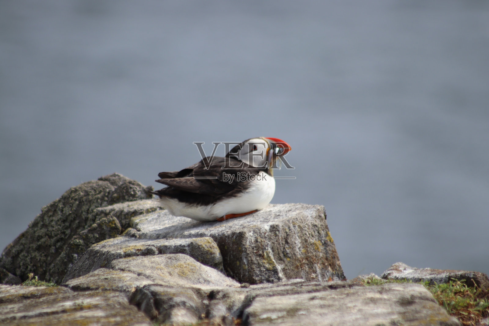 角嘴海雀照片摄影图片