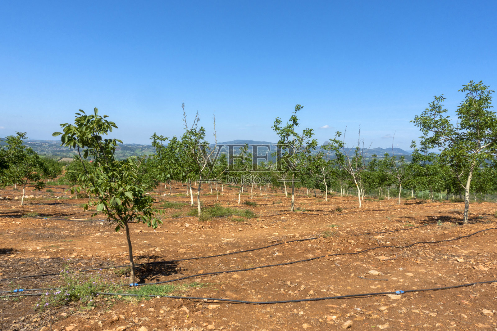 胡桃木场照片摄影图片