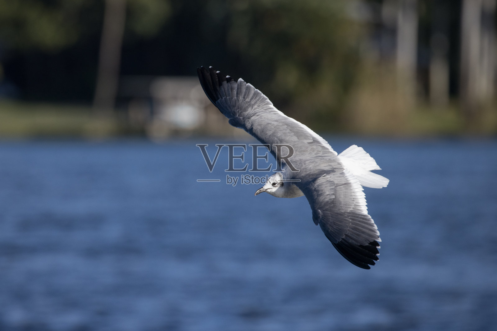 海鸥飞过一片水域照片摄影图片