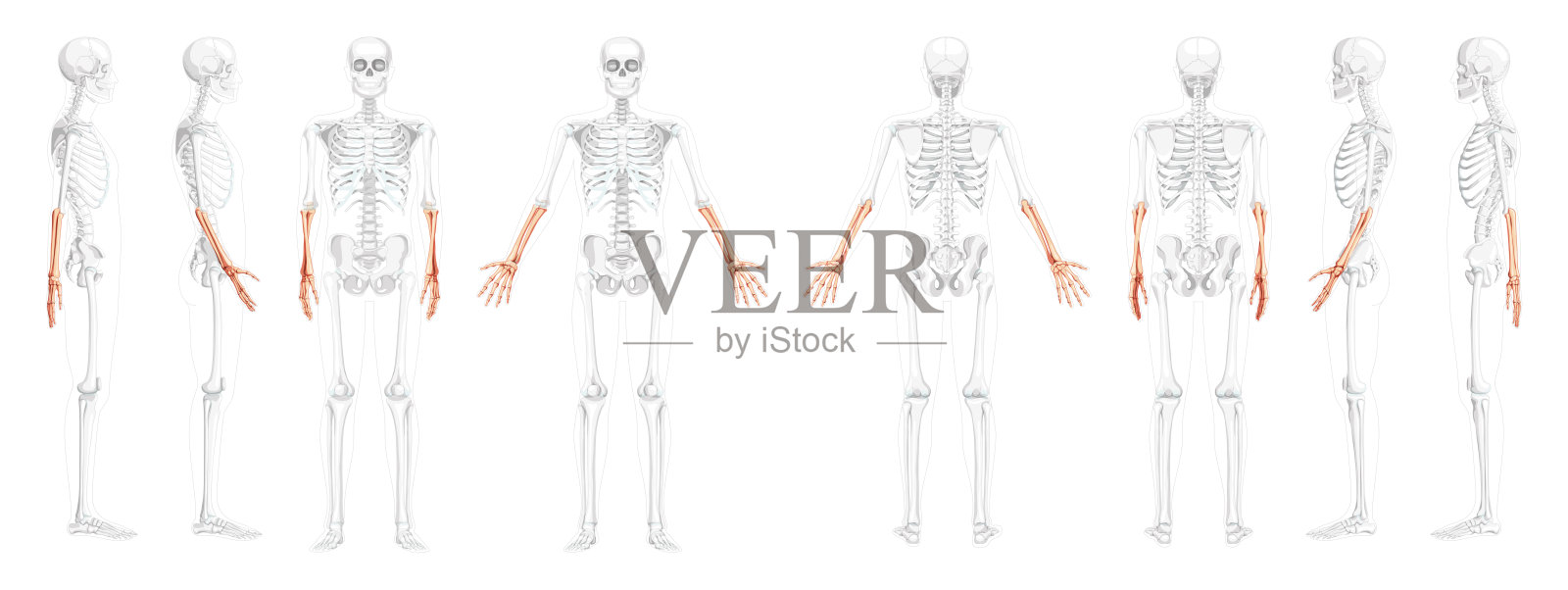 骨骼前臂人体桡骨,手前后侧视图部分透明的骨骼位置。一组解剖正确的现实平面矢量插图解剖孤立在白色背景插画图片素材