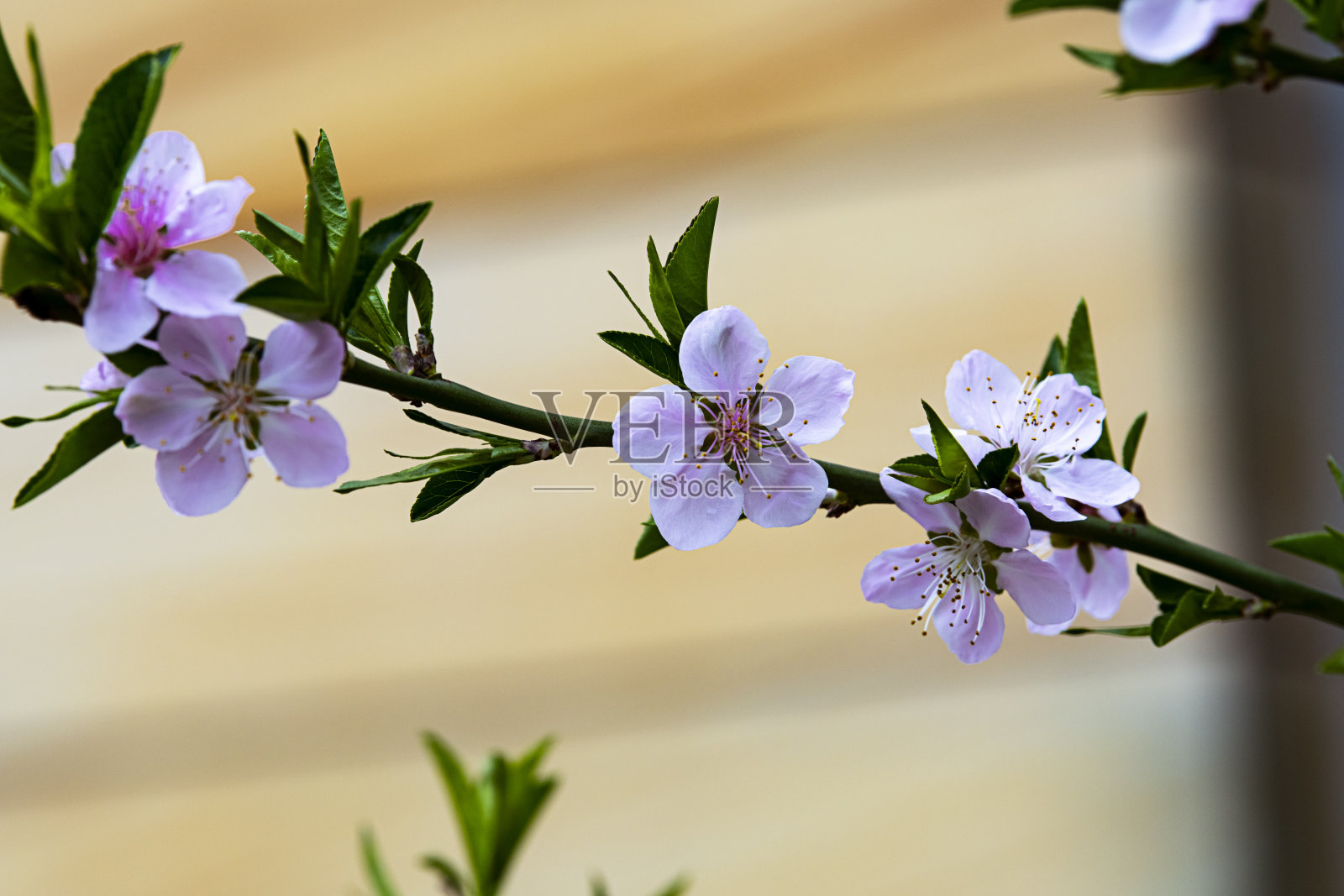 樱花照片摄影图片