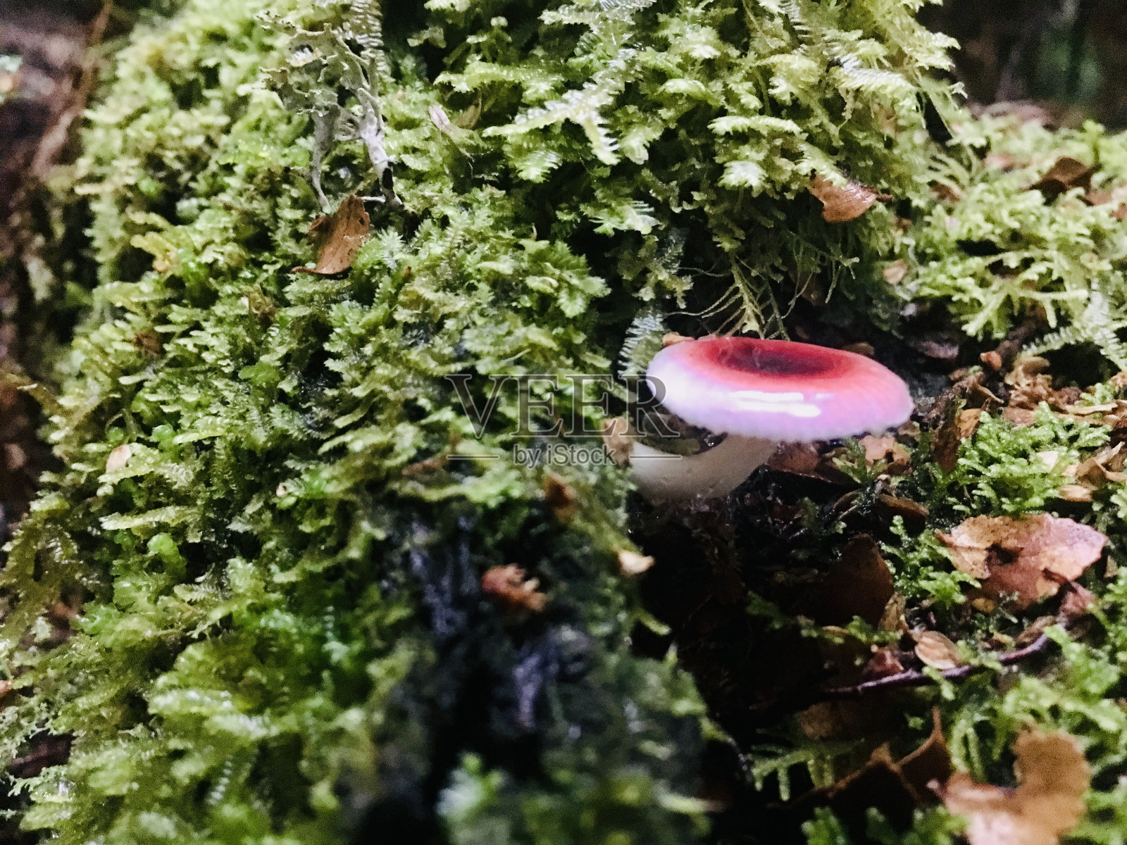 真菌蘑菇照片摄影图片