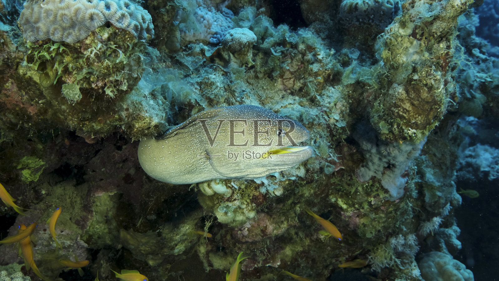从藏身处探出头的海鳝特写。埃及红海黄口海鳝(Gymnothorax nudivomer)照片摄影图片