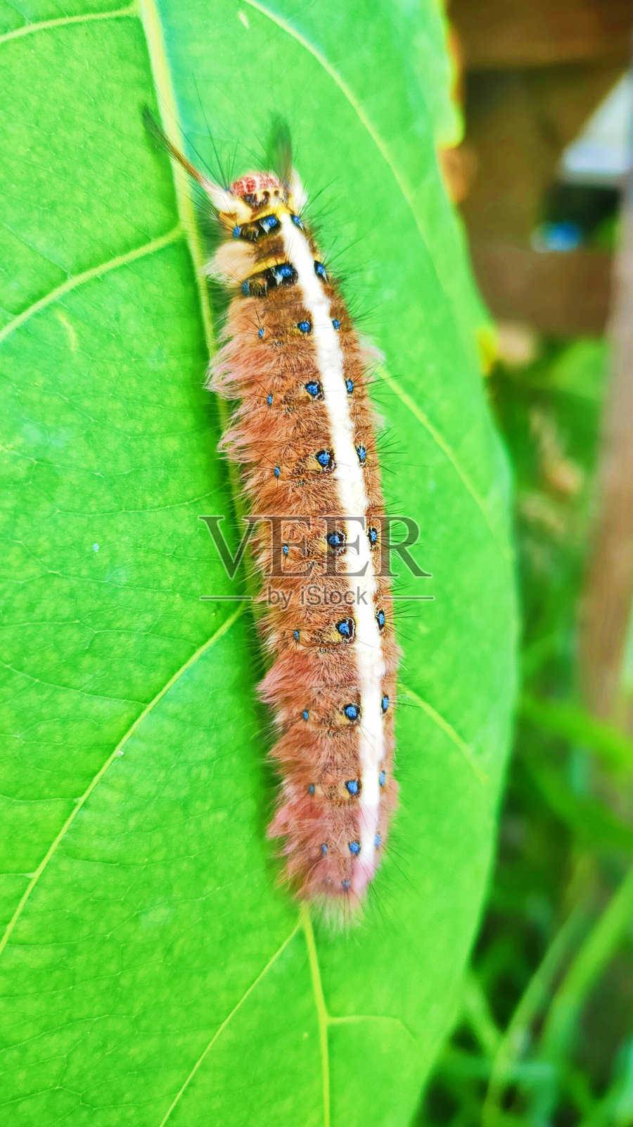 毛毛虫照片摄影图片