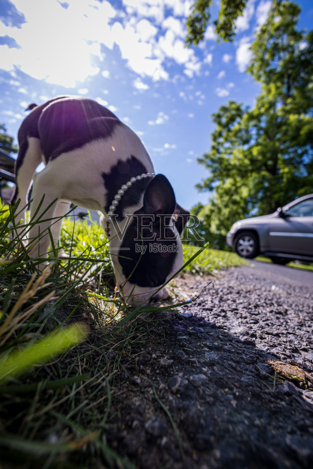 狗的一天照片摄影图片