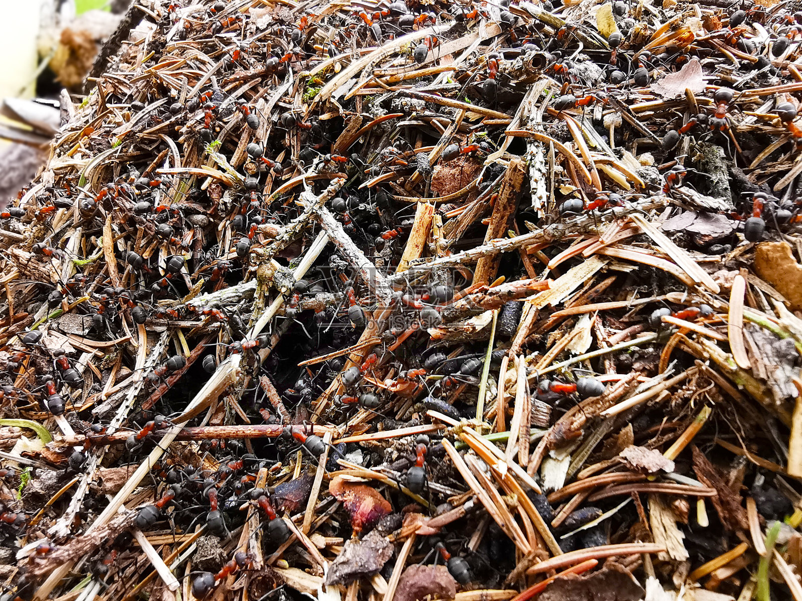 红色的木蚁照片摄影图片