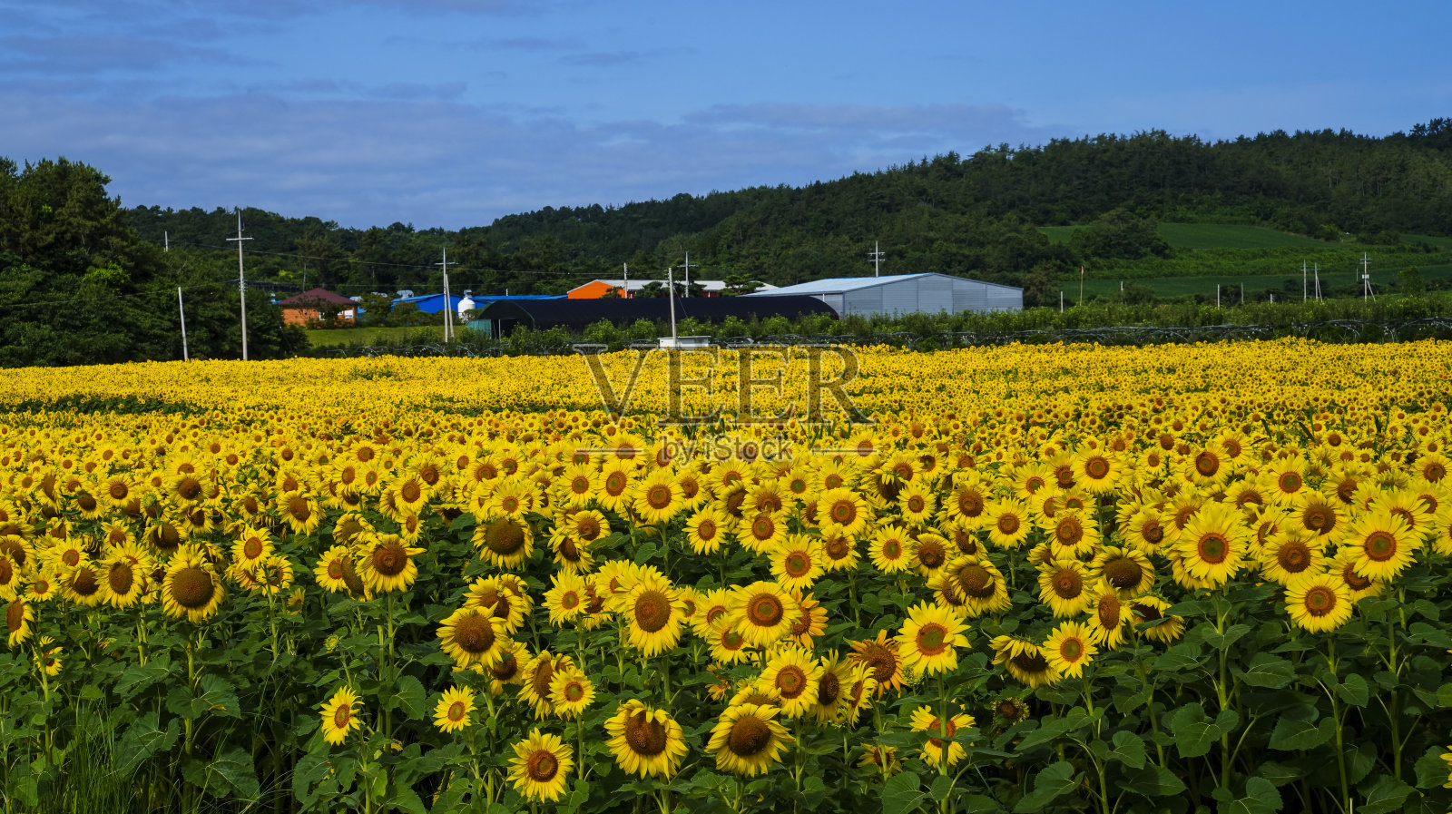 向日葵花。照片摄影图片