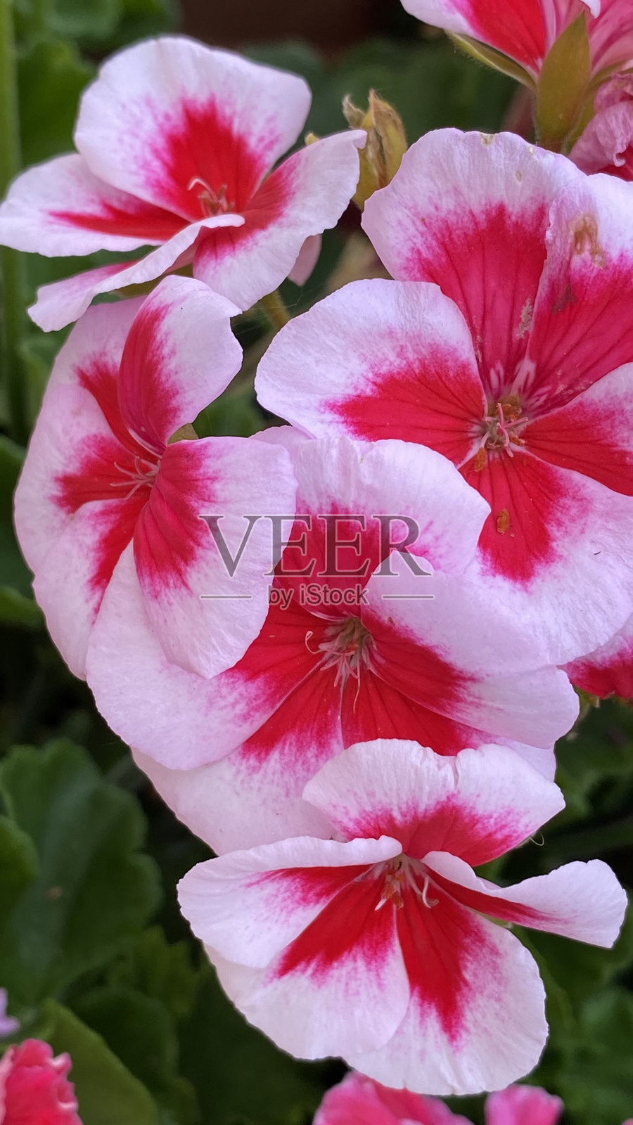 花卉植物自然颜色照片摄影图片