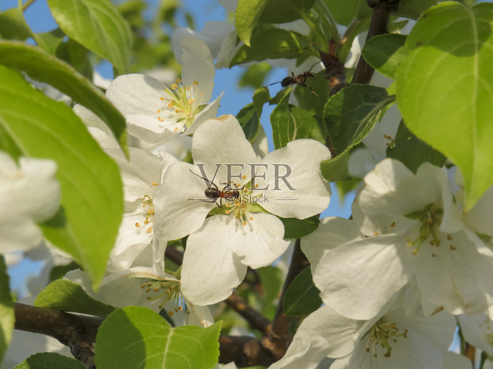 一只红蚂蚁在苹果树的白花上照片摄影图片