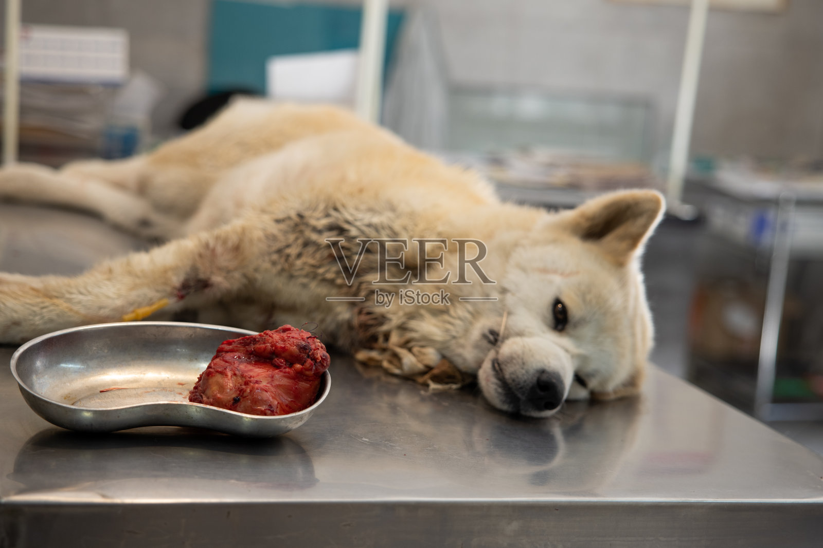 手术的秋田犬躺在检查台上,碗里有肿瘤照片摄影图片