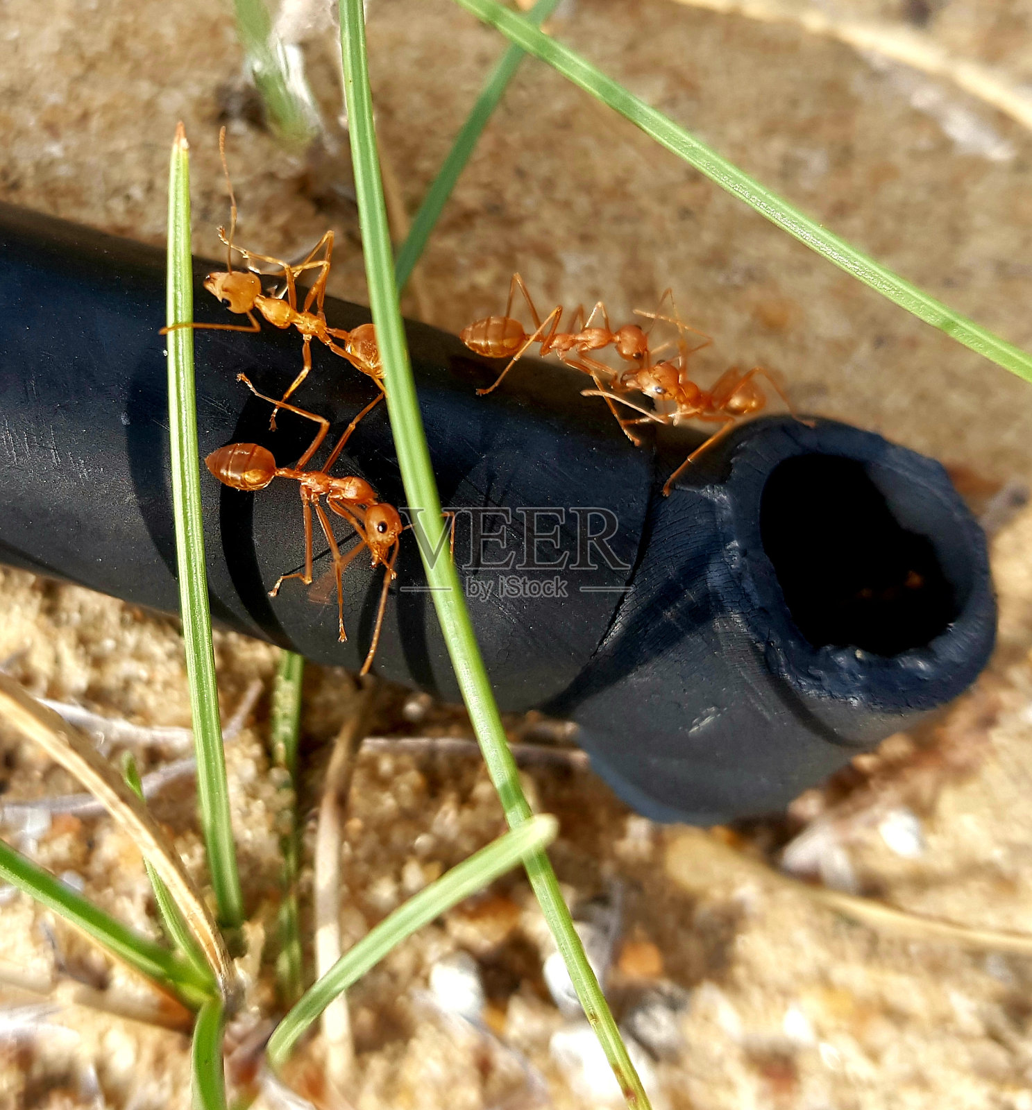 橙色门,韦先生照片摄影图片