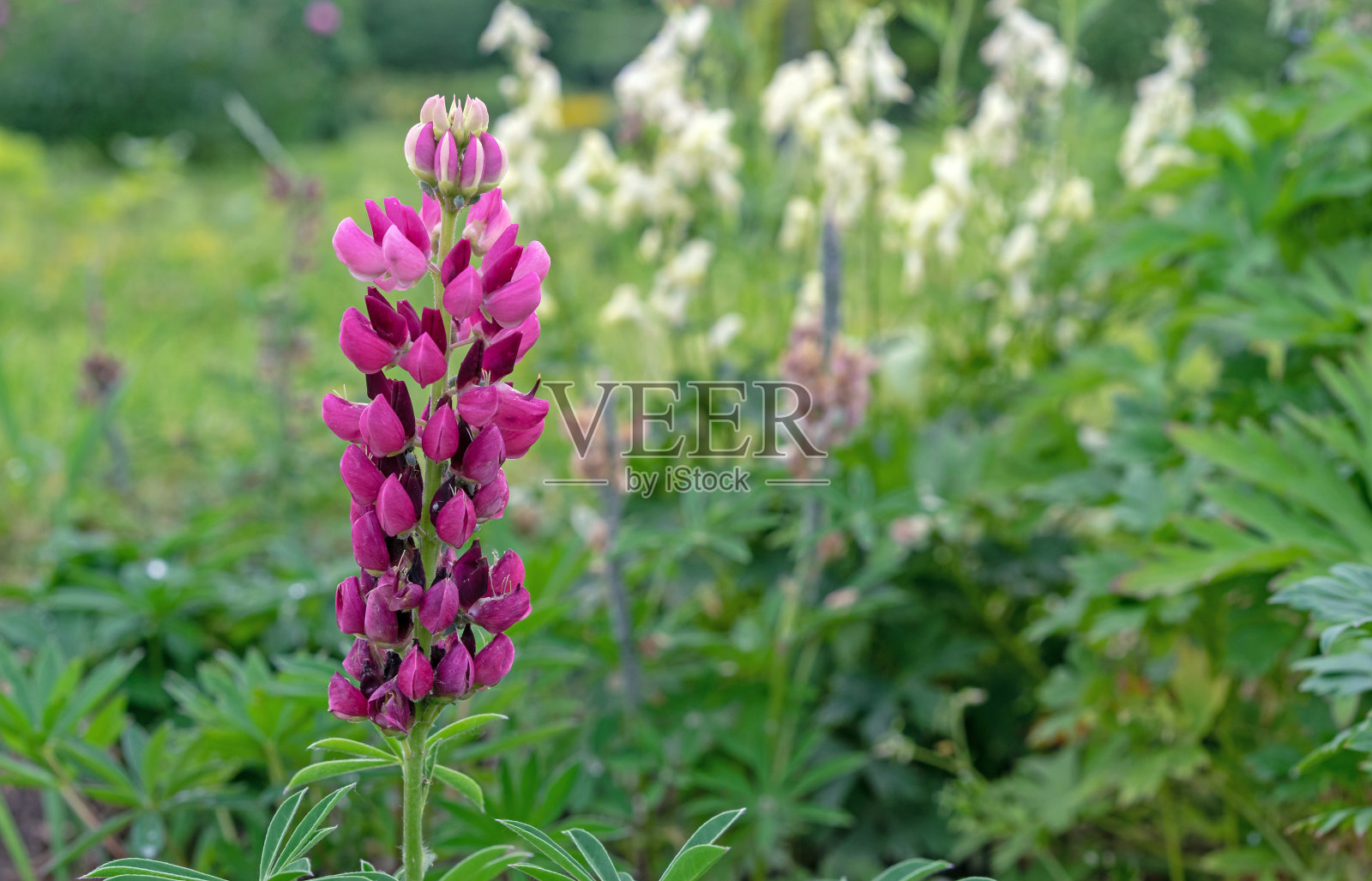 紫色卢平的花。带粉色花的羽扇豆田。夏季野花羽扇豆在草地上。照片摄影图片