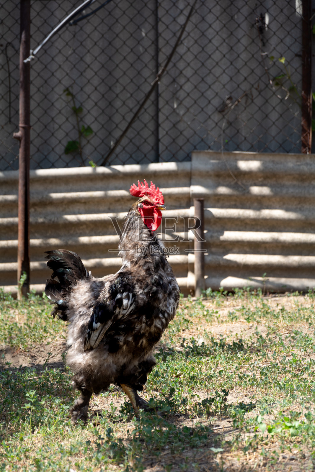 公鸡。美丽的放养公鸡在下午照片摄影图片