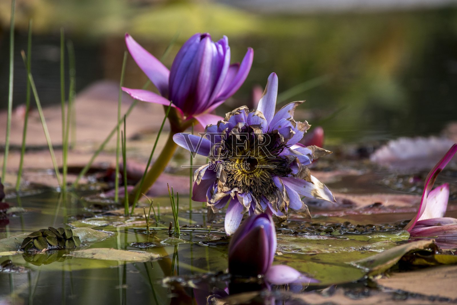 湖上的睡莲照片摄影图片