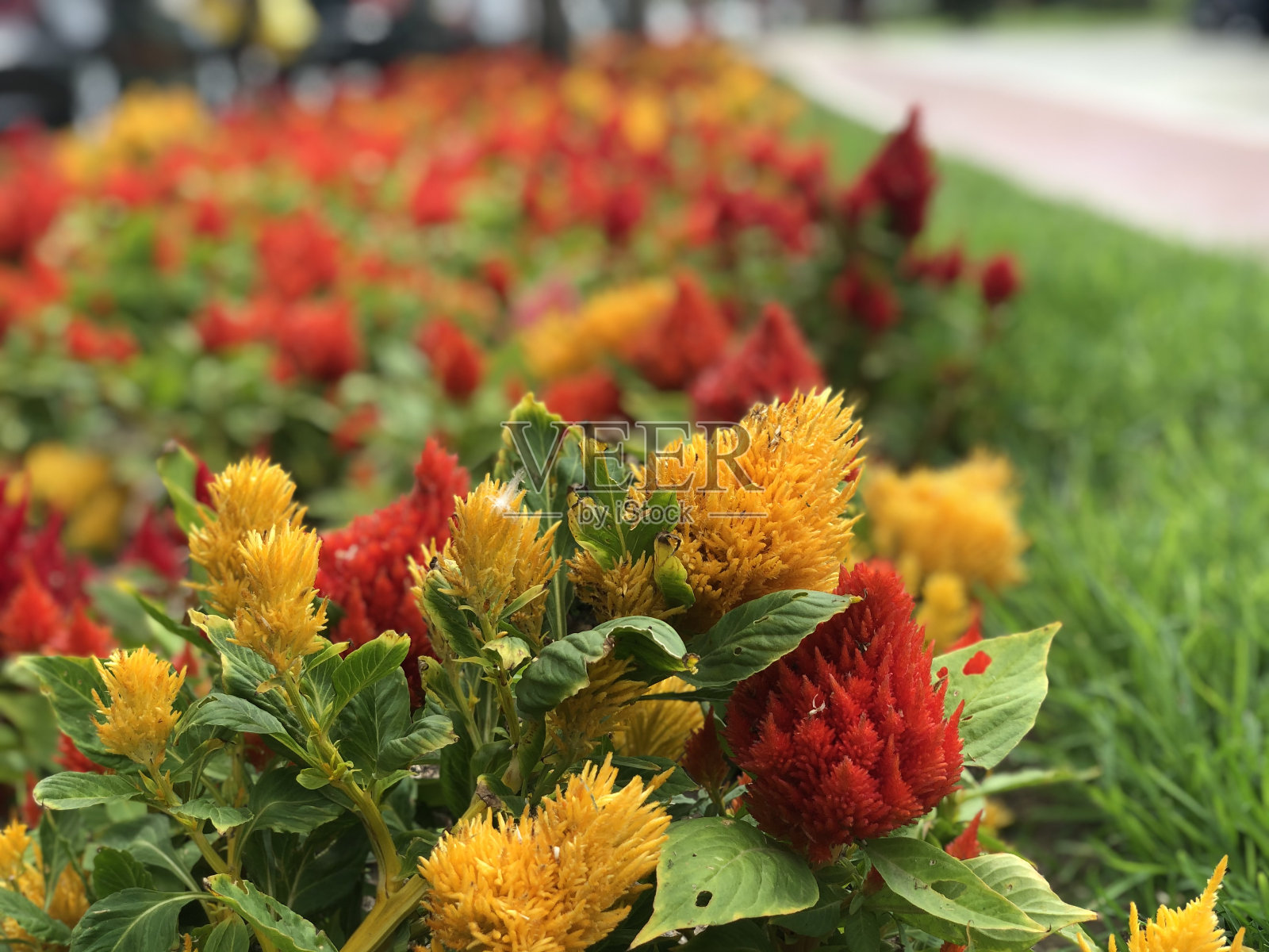 花照片摄影图片