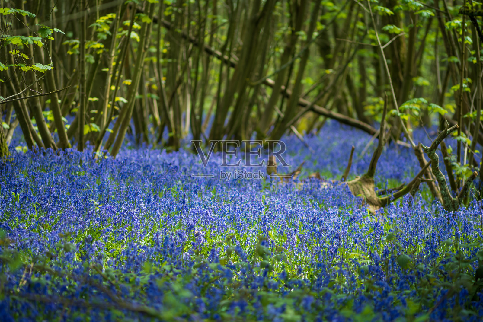 英国春天美丽的蓝铃花照片摄影图片