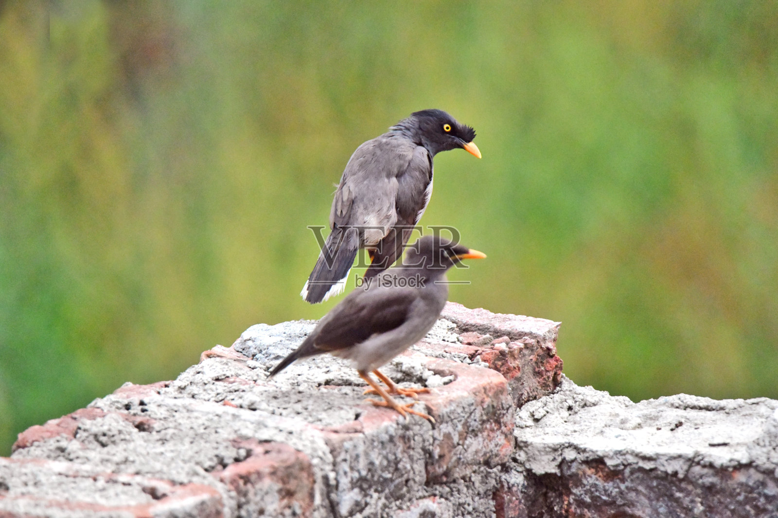 鸟在墙上照片摄影图片