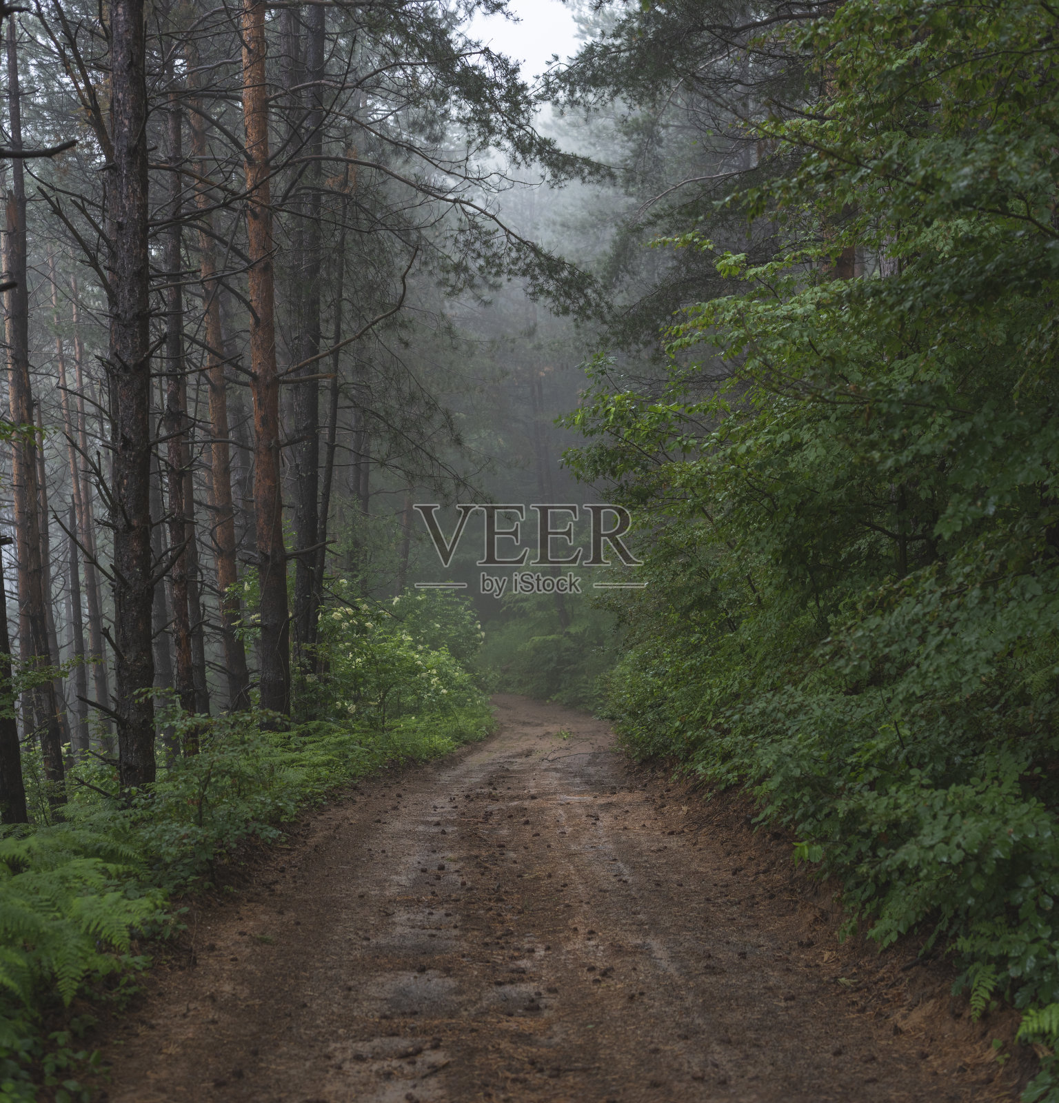 泥泞的山路穿过雾蒙蒙的森林照片摄影图片