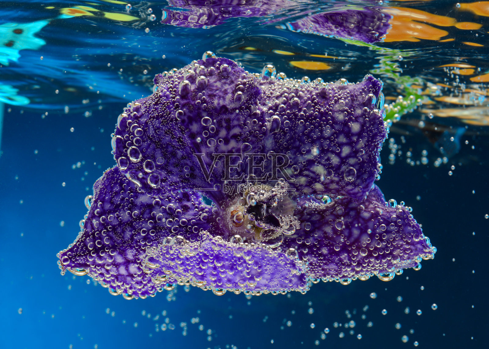 水下的兰花,花瓣上有气泡照片摄影图片