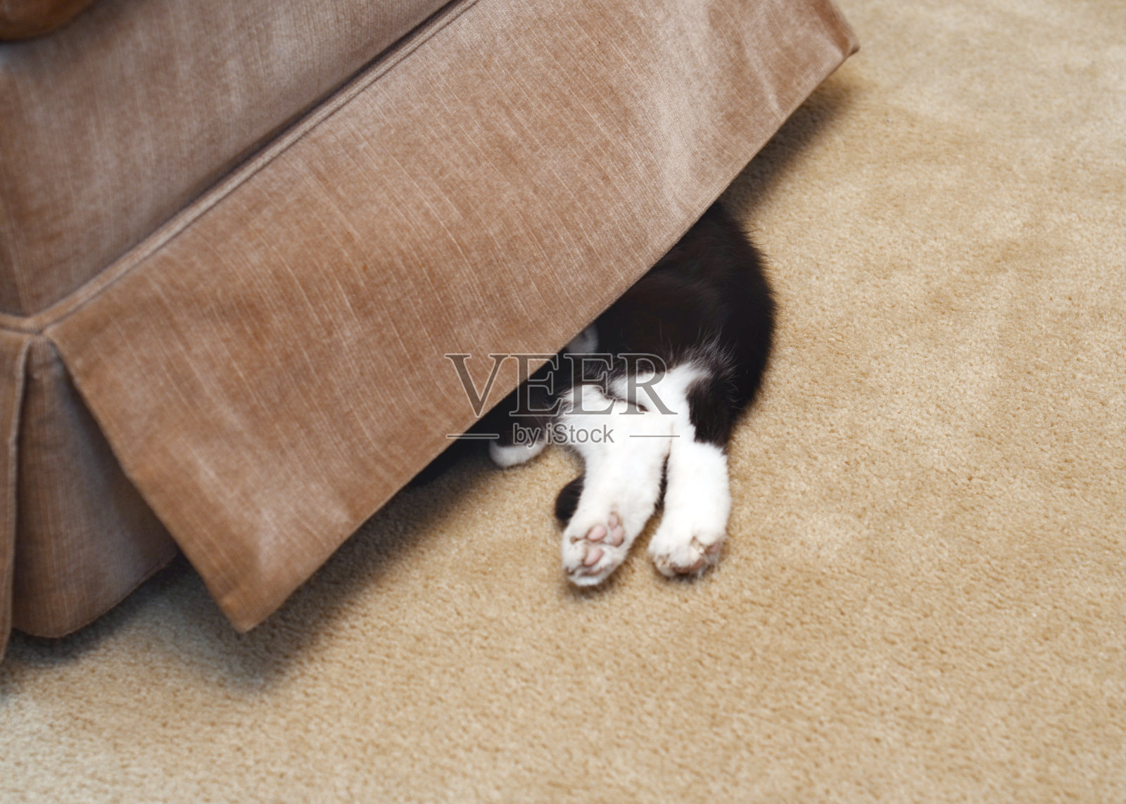 猫躲在椅子下面照片摄影图片