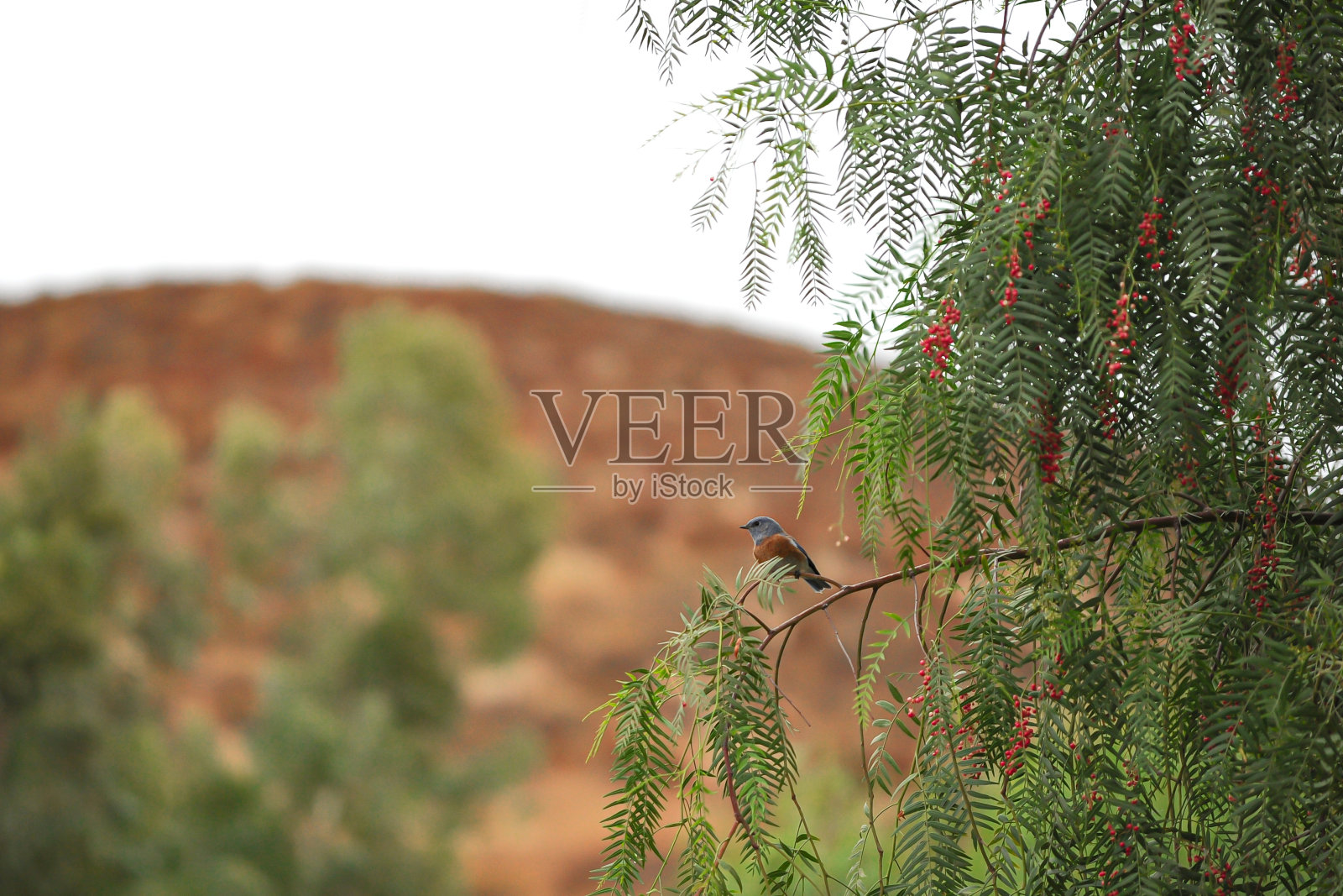 加州照片摄影图片