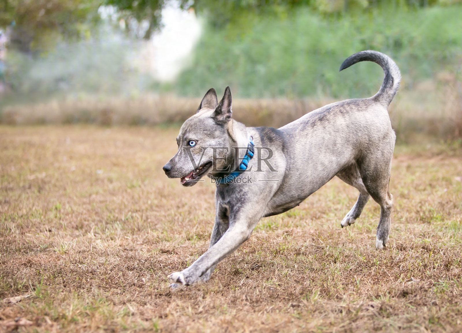 一个梗x澳大利亚牛狗混合品种的狗跑照片摄影图片