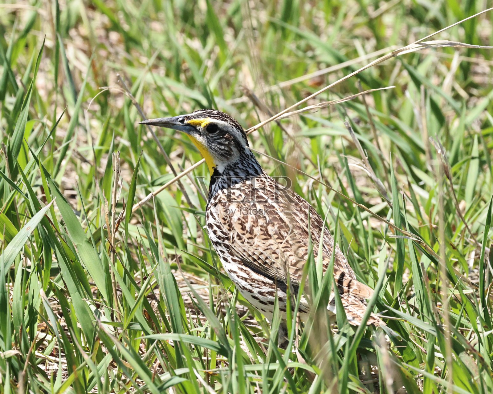 孤独的西部草地鹨照片摄影图片