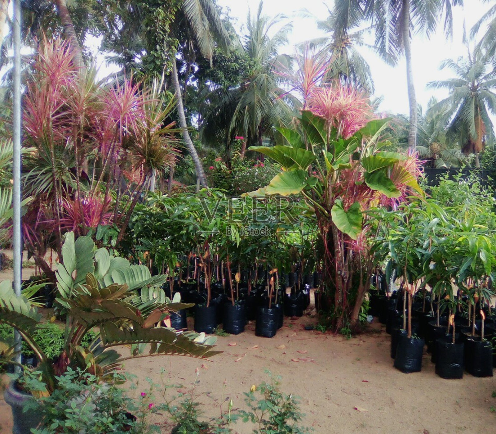 植物照片摄影图片