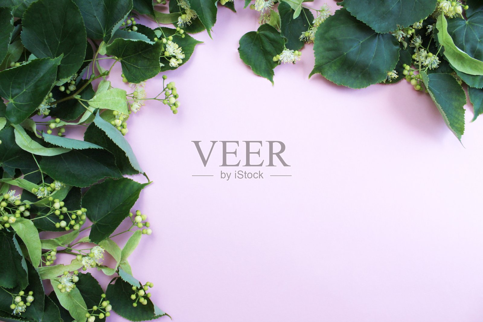 椴树花躺在粉红色的背景上,有文字空间。照片摄影图片