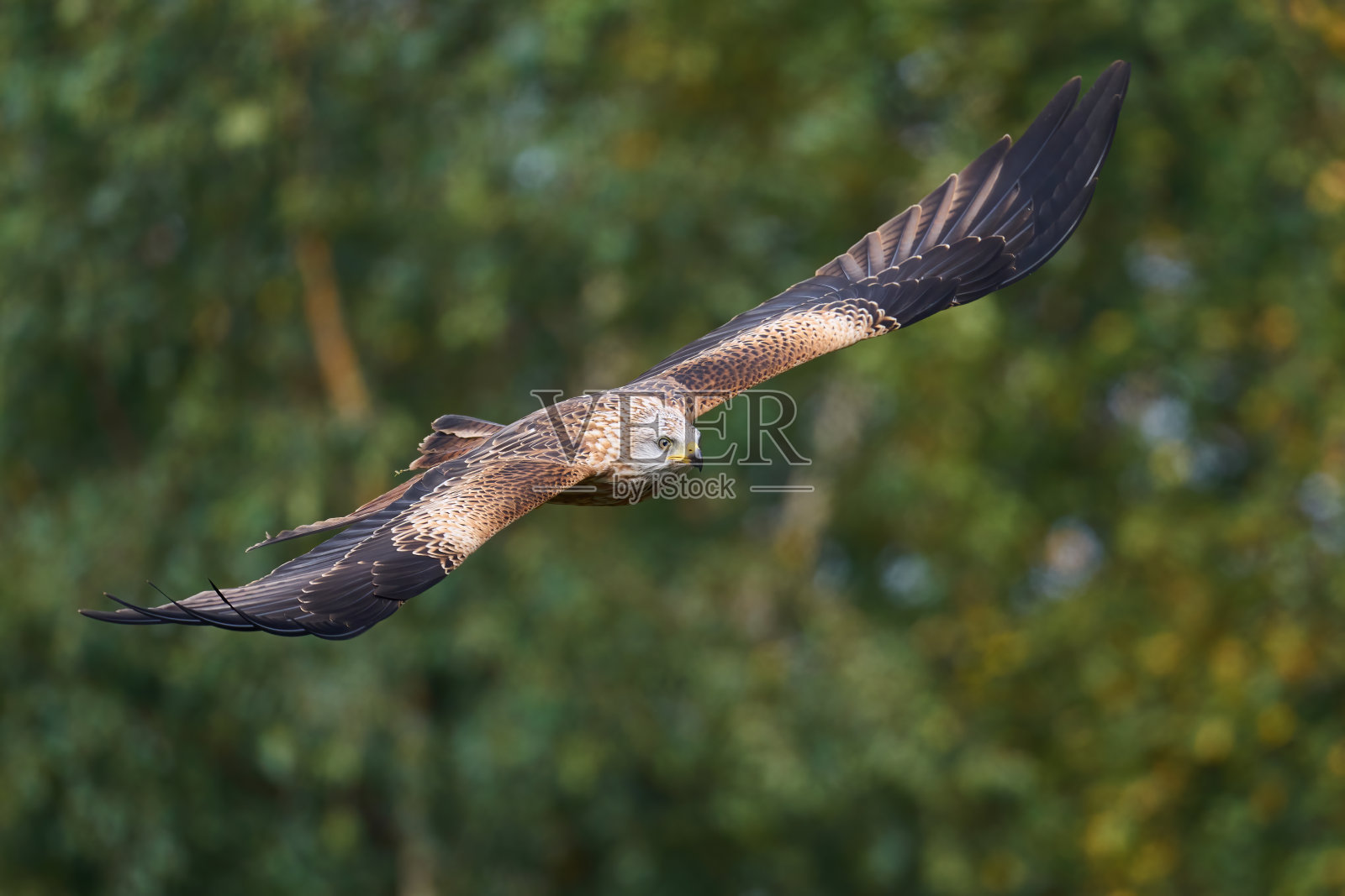 红风筝(Milvus Milvus)照片摄影图片