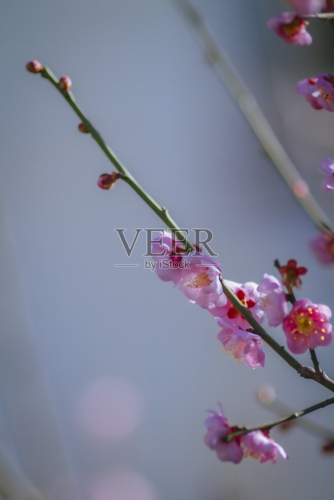 近距离照片摄影图片