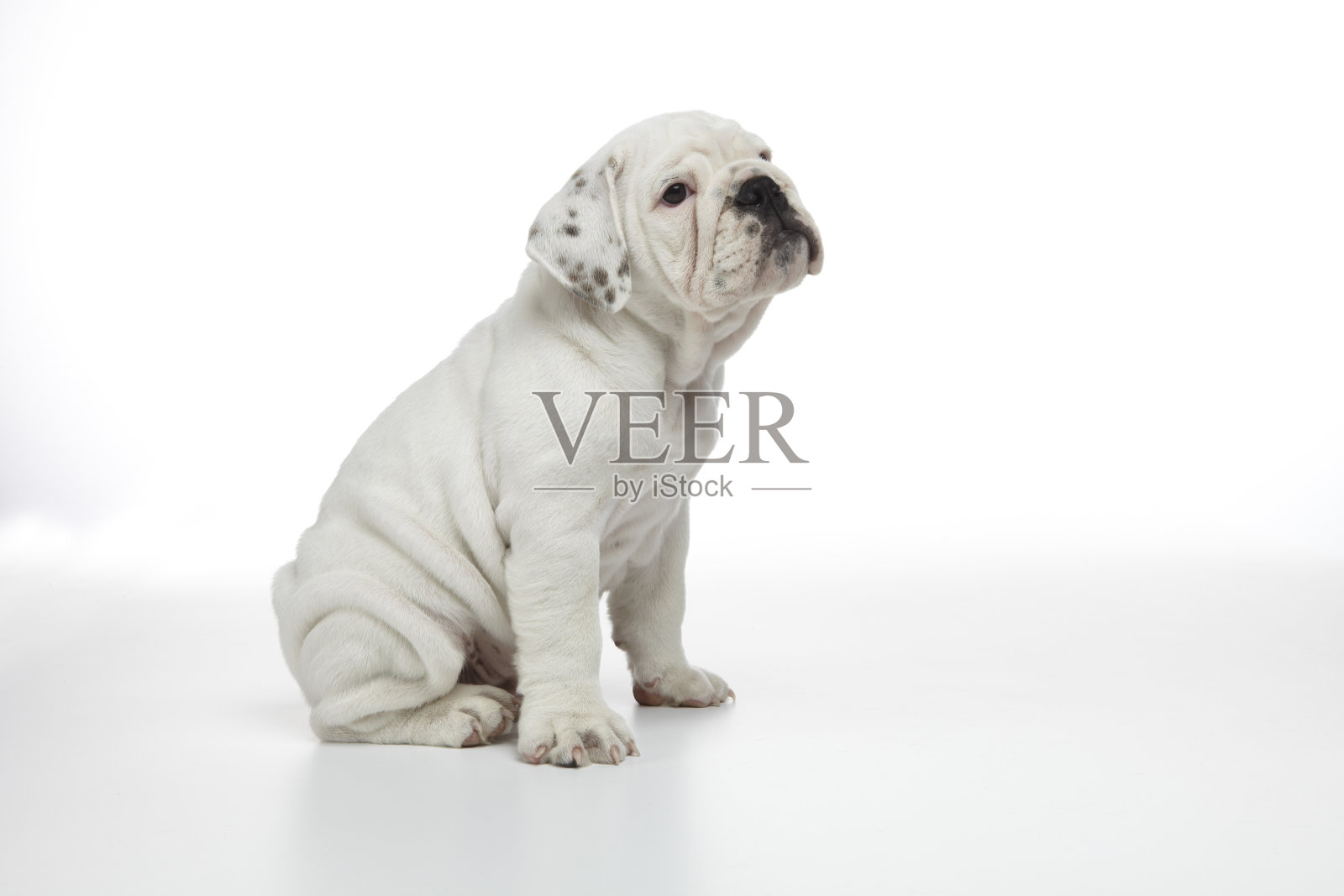 英国牛头犬小狗照片摄影图片