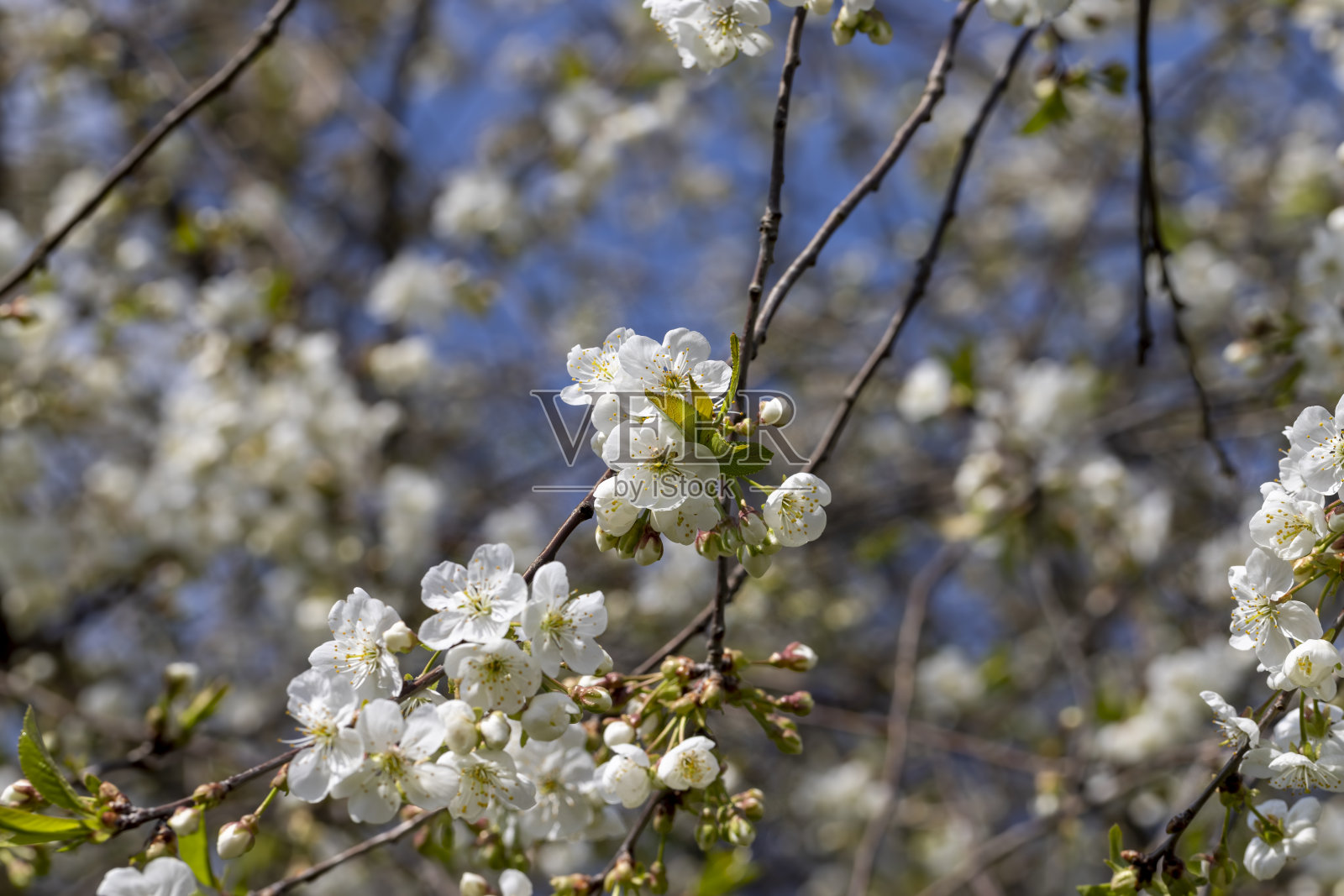 苹果树在春天开花照片摄影图片