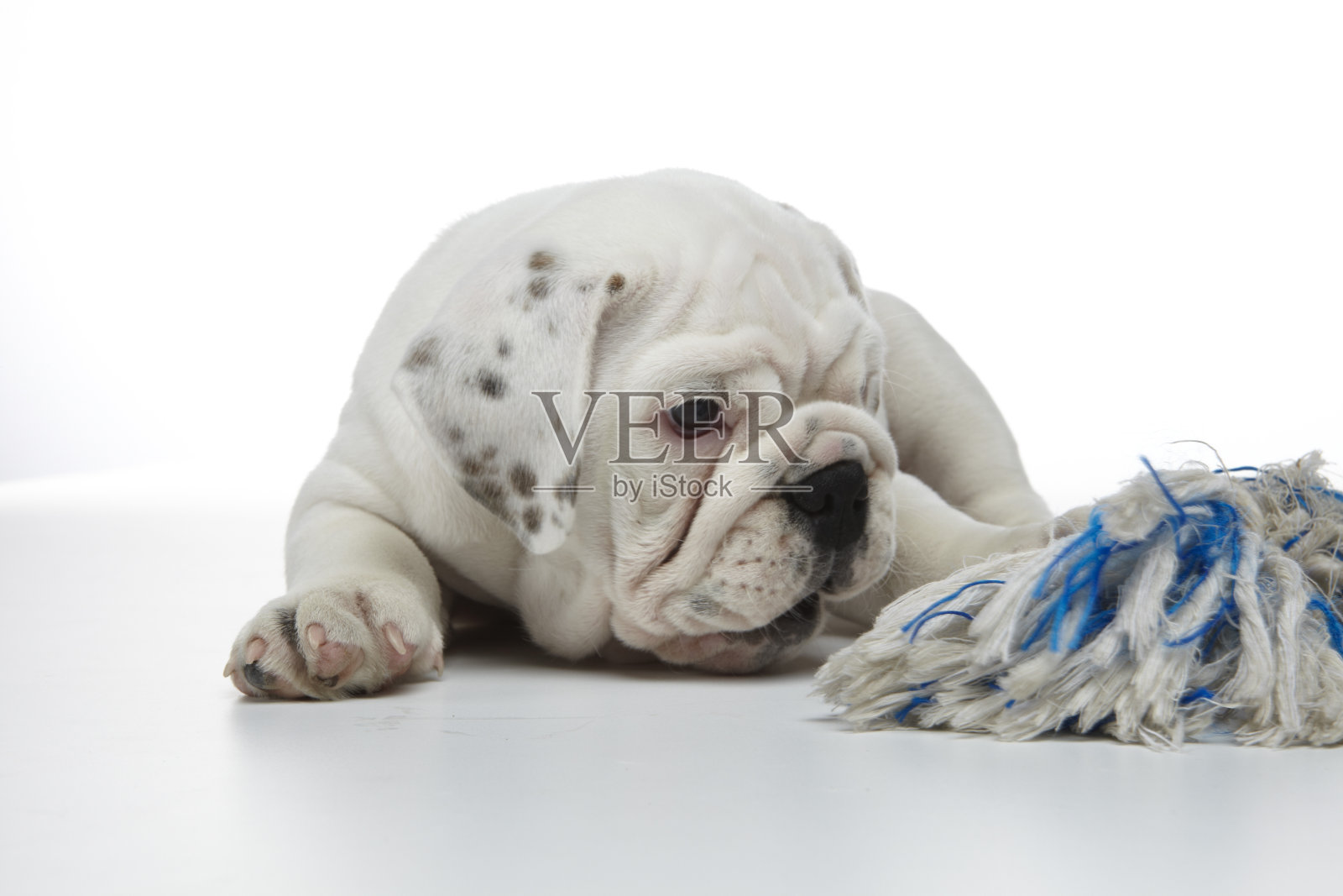 英国牛头犬小狗照片摄影图片