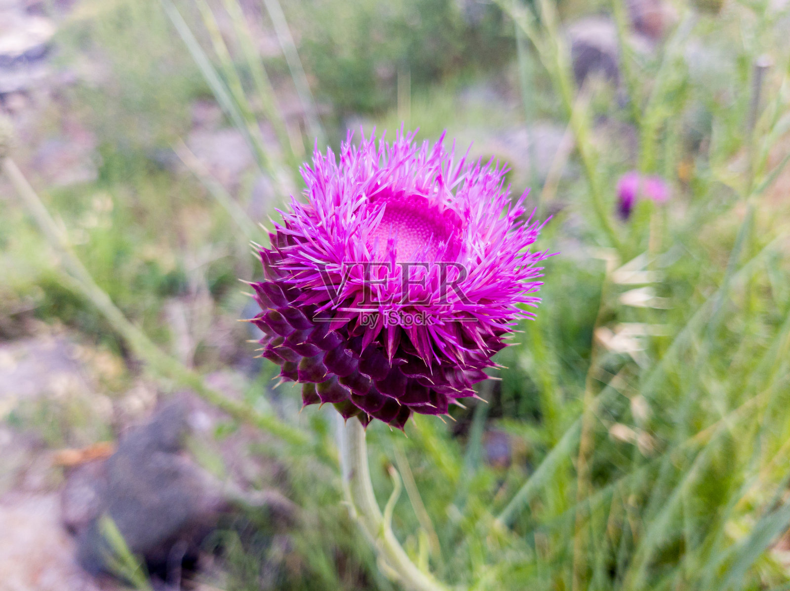 在田野上盛开的凤仙花照片摄影图片