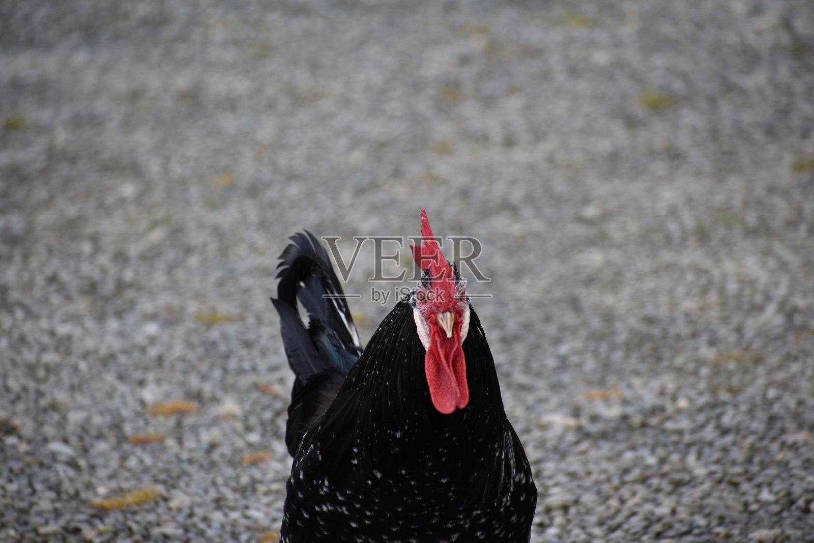 黑色的公鸡照片摄影图片