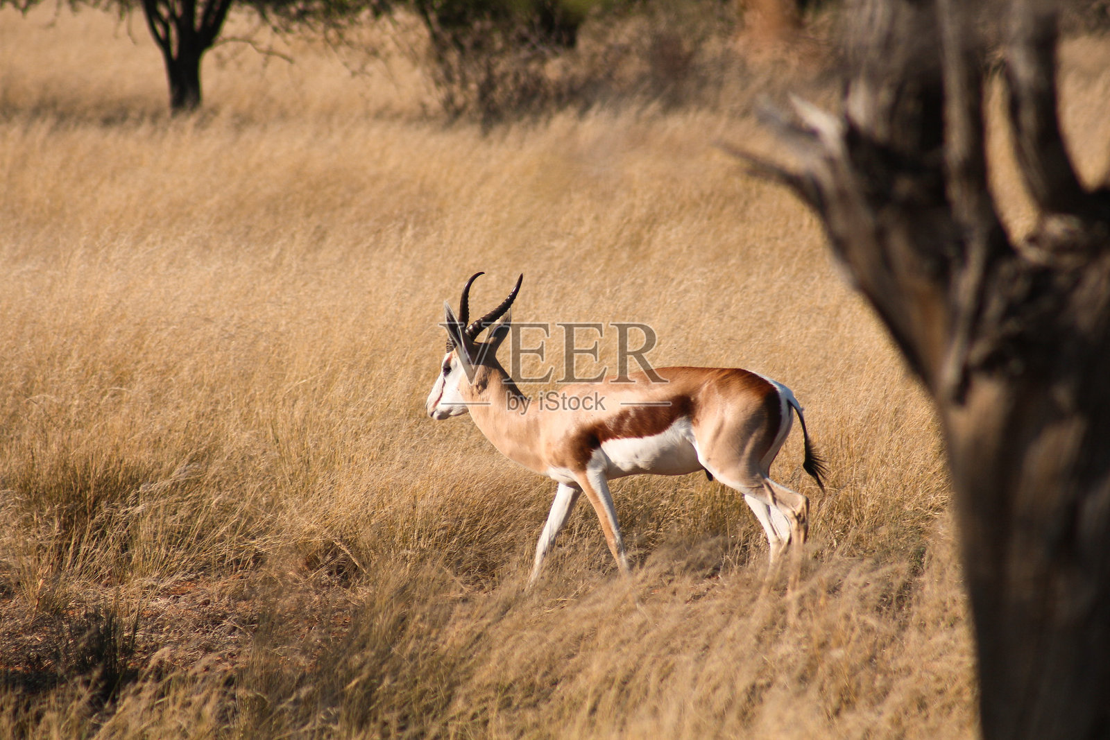 喀拉哈里沙漠中的跳羚照片摄影图片