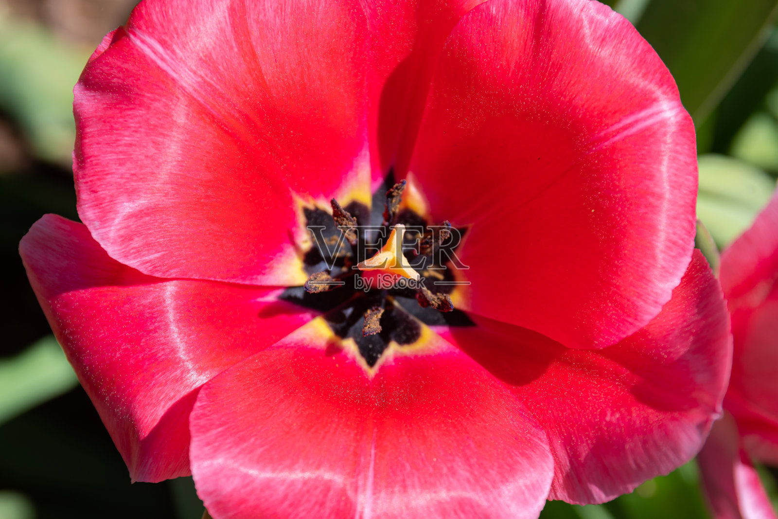 红色郁金香在明亮的灯光下开放顶视图照片摄影图片