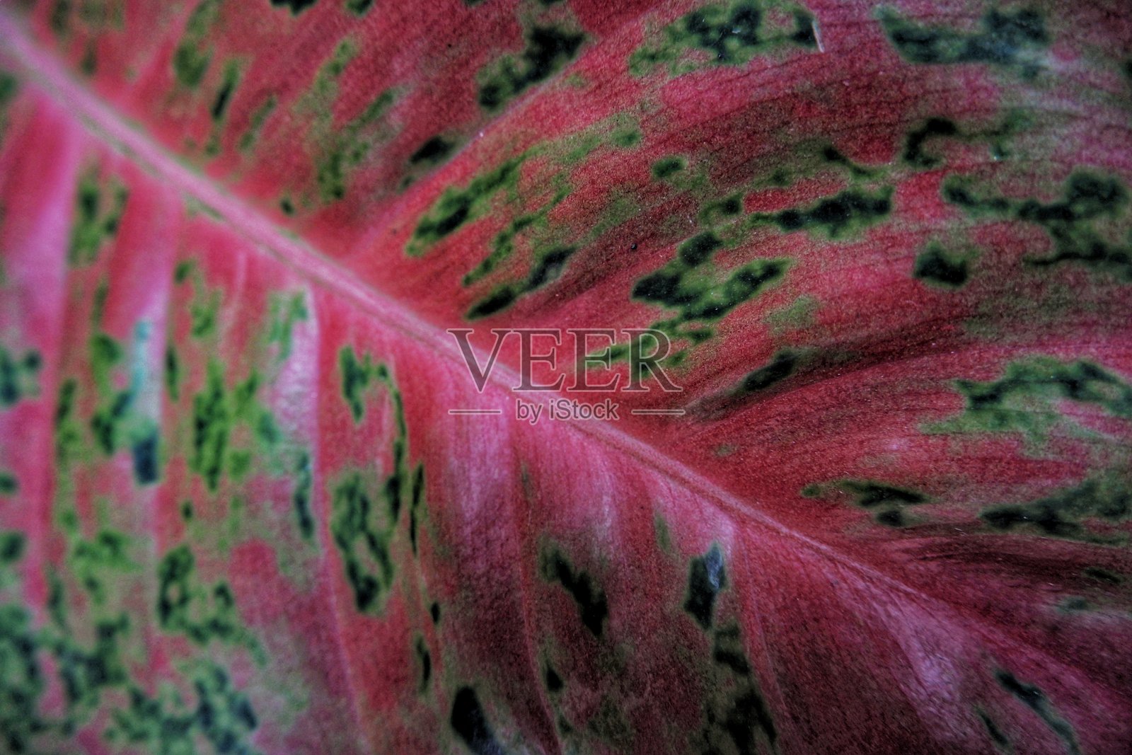 阿格劳内马工厂照片摄影图片