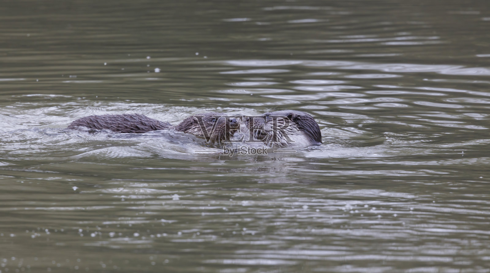在河里游泳的水獭照片摄影图片