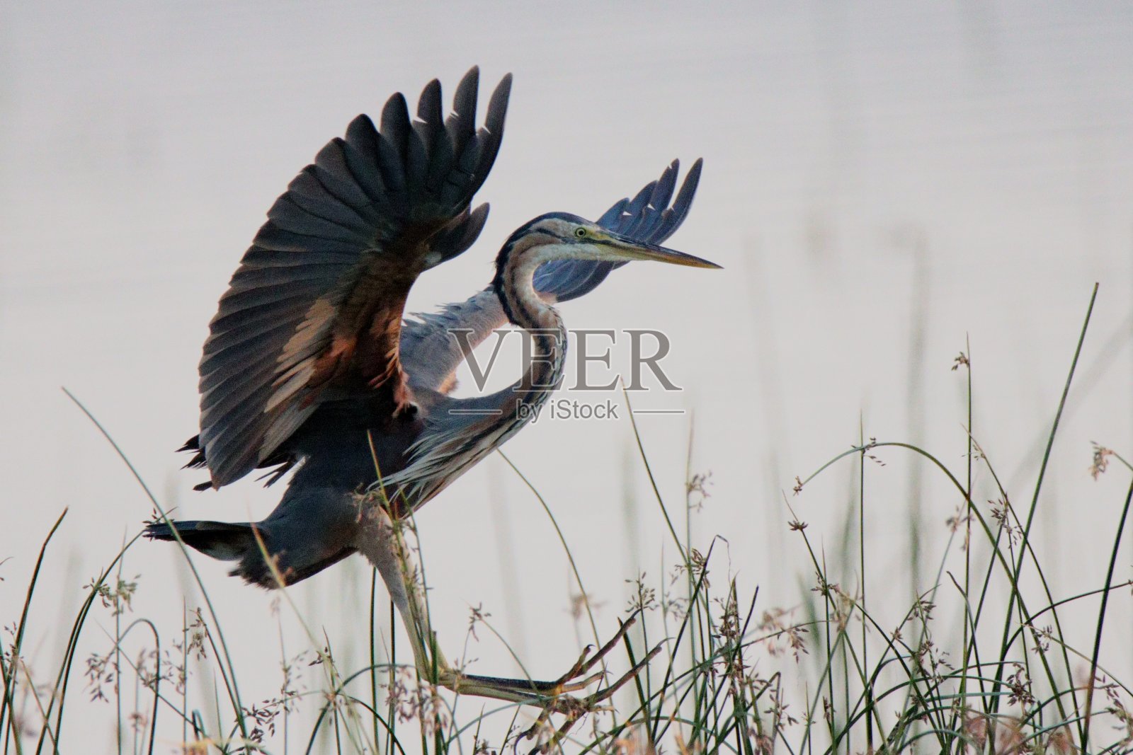 红鹭照片摄影图片