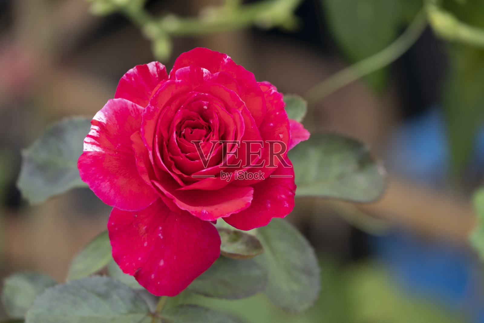 美丽topview柔软的红玫瑰多花瓣抽象形状与绿色的叶子植物学花园。情人节爱的象征。柔软芬芳,香气馥郁。照片摄影图片