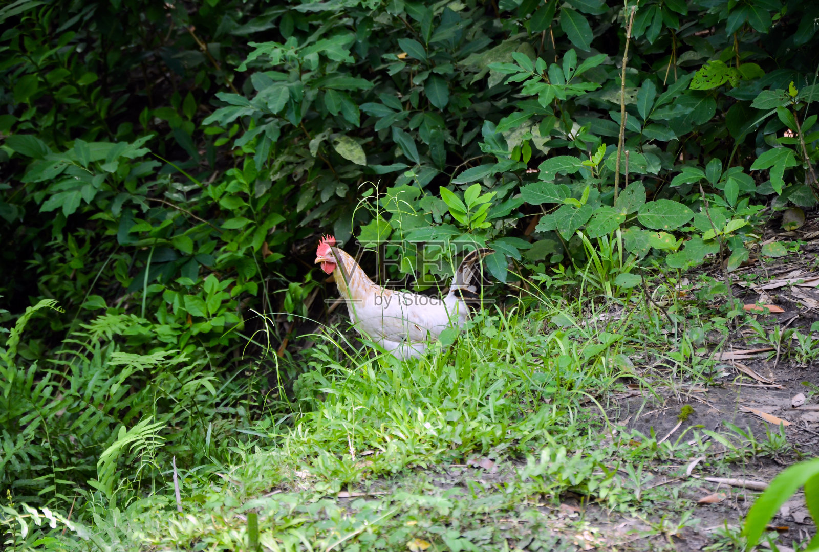 来亨鸡,公鸡或公鸡在丛林中行走的特写。白来亨鸡在后院搜寻昆虫。照片摄影图片