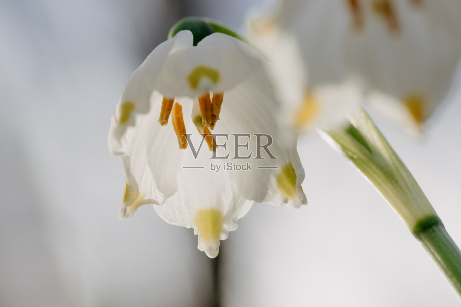 春天雪花花的特写照片摄影图片