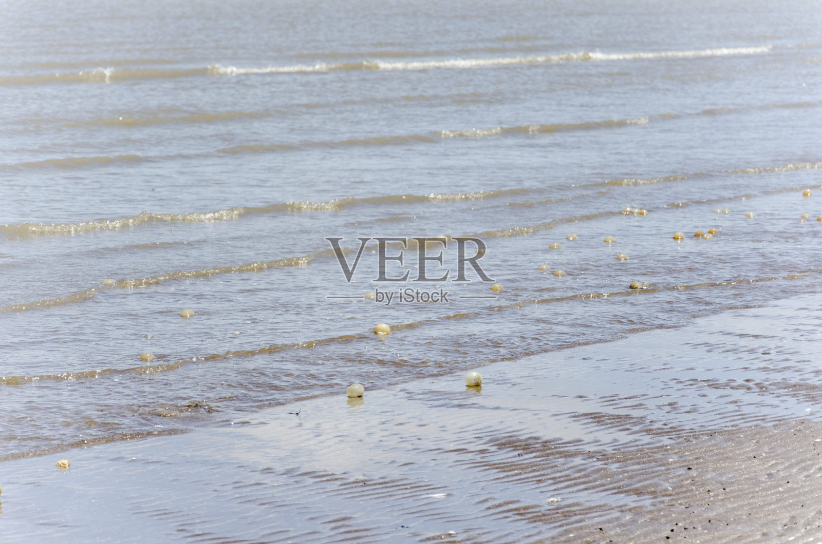 蓬塔拉萨满是黑色蜗牛卵胶囊的海滩,巴西Adelomelon brasiliana照片摄影图片