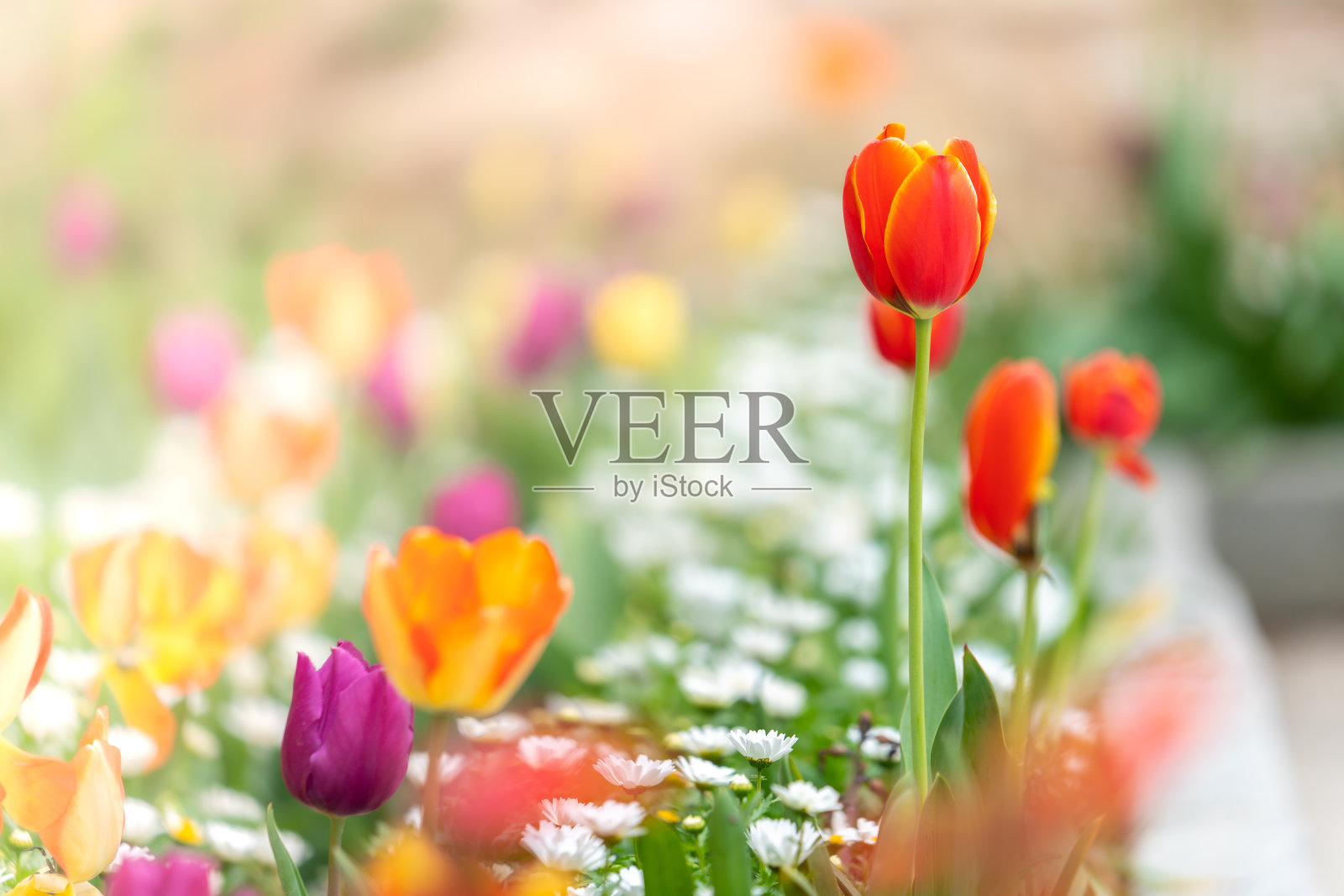 接近郁金香模糊的自然背景与复制空间照片摄影图片