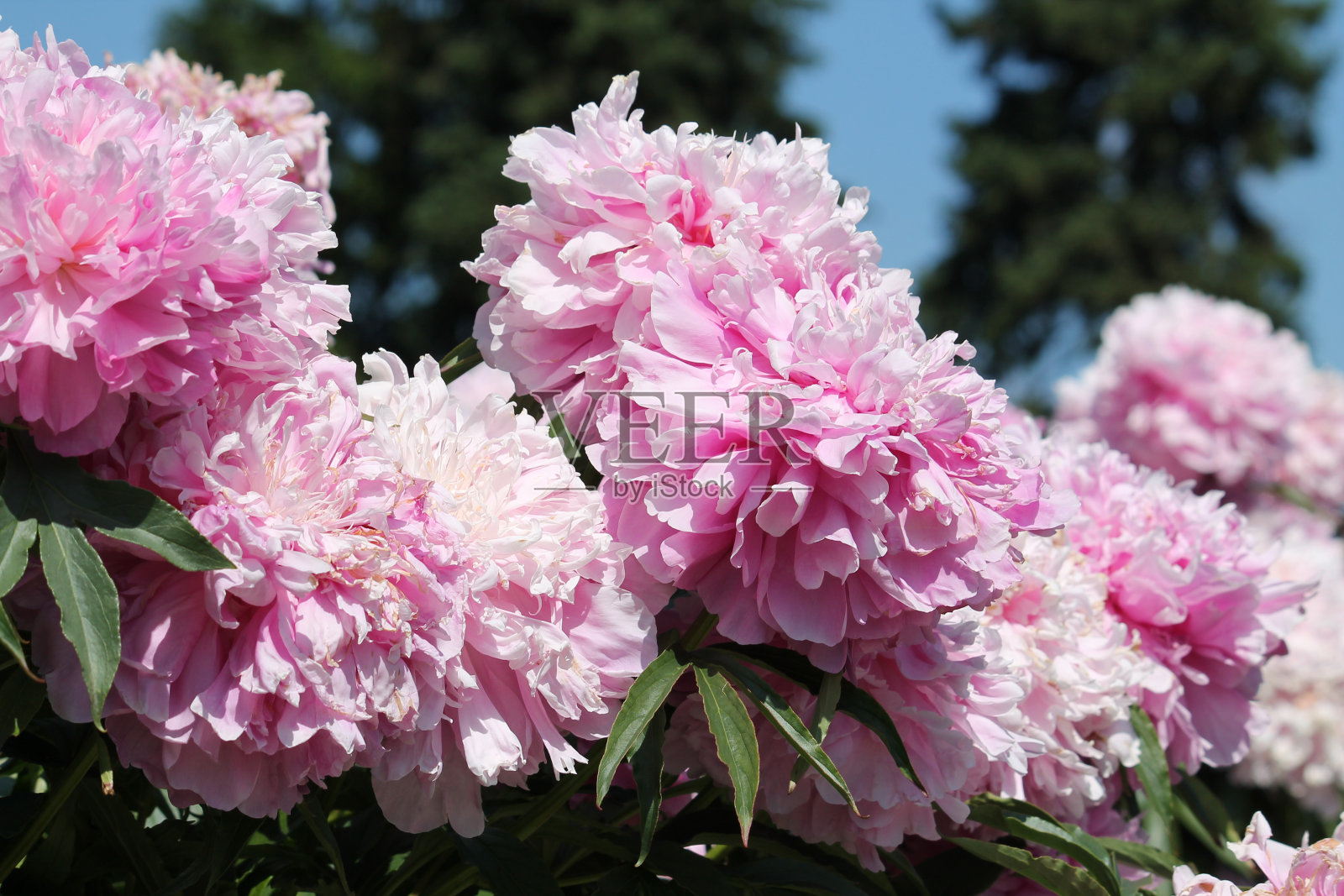 粉红色的重瓣芍药花(栽培品种Yablochkina)特写。花园里开花的牡丹照片摄影图片