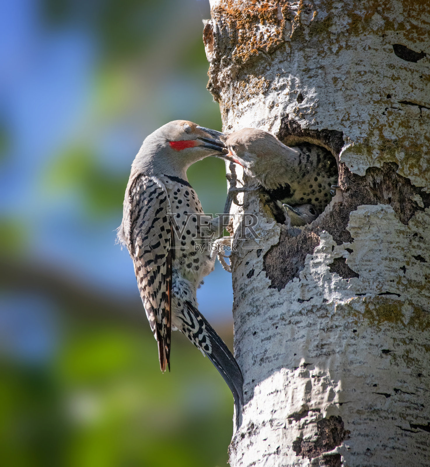 红色轴的北方在自然界闪烁照片摄影图片